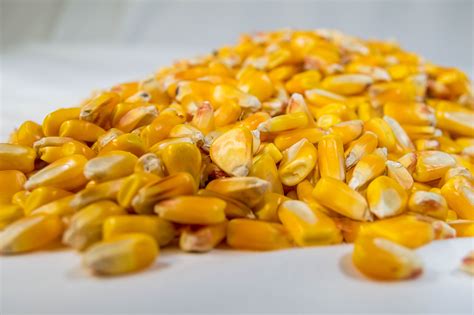 malted corn